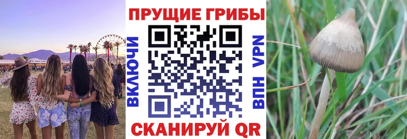 как найти закладки  Саки  Галлюциногенные грибы GOLDEN TEACHER 